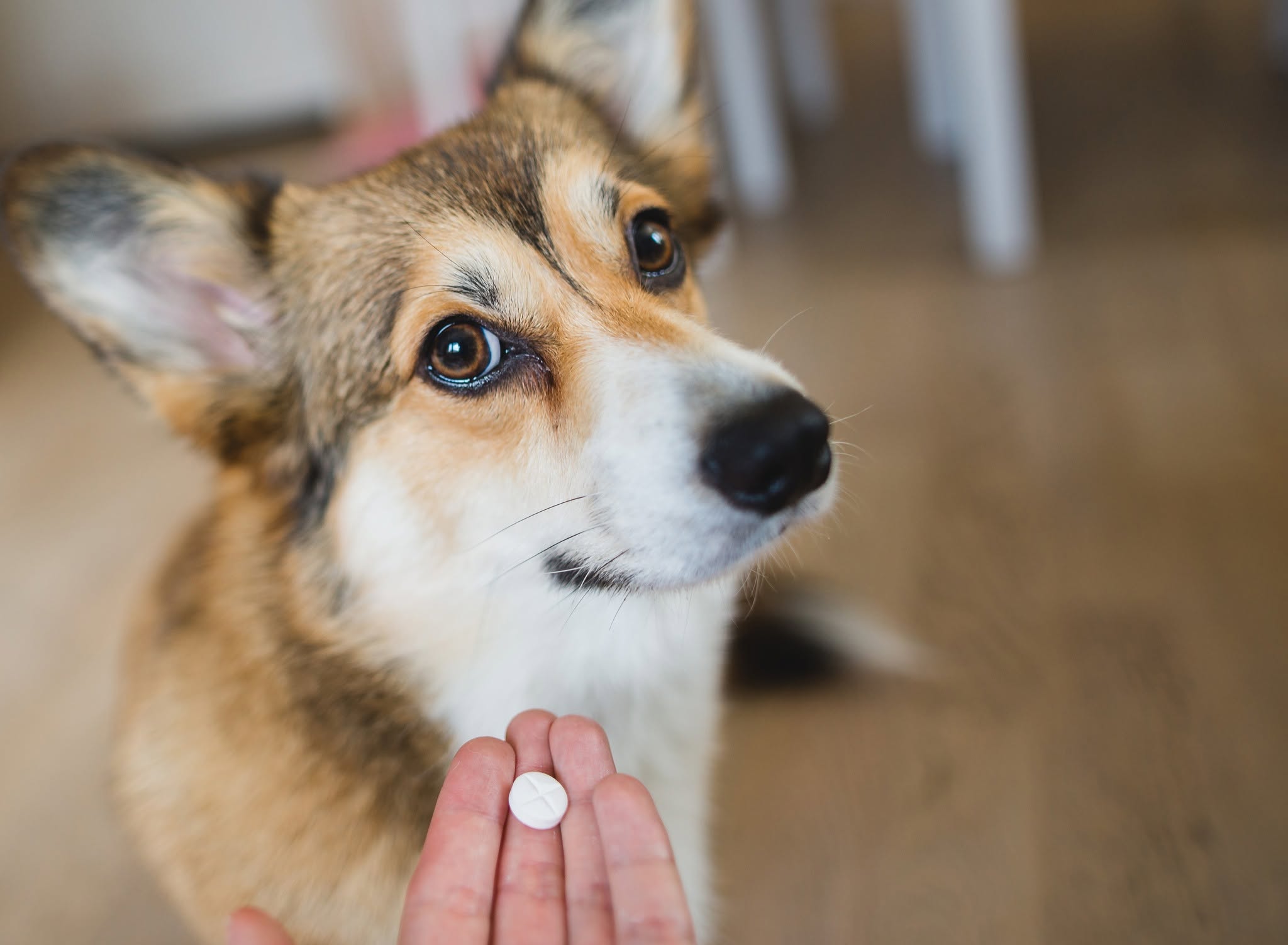 Corgi at The Animal Hospital