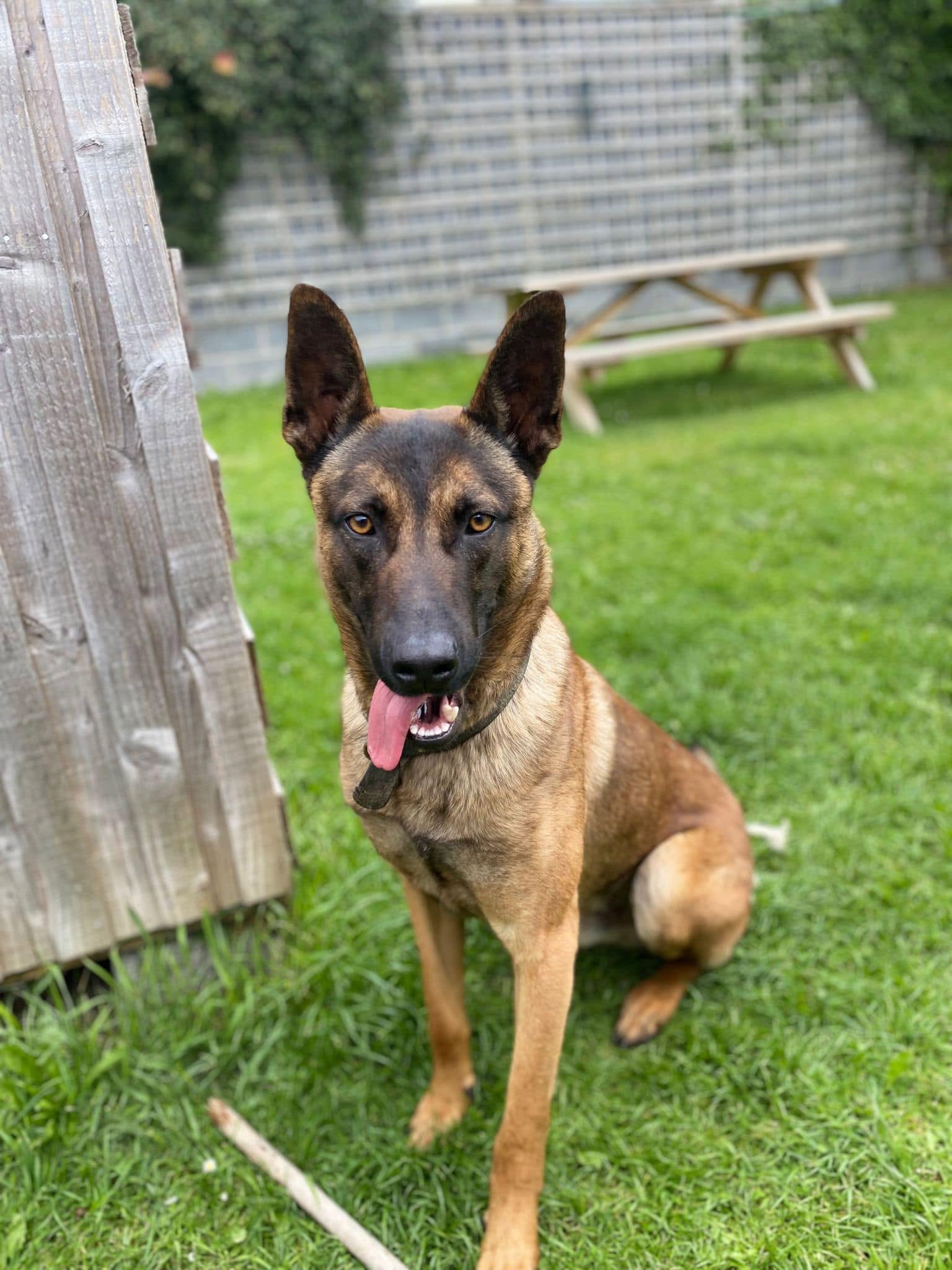 Happy Belgian Malinois at The Animal Hospital